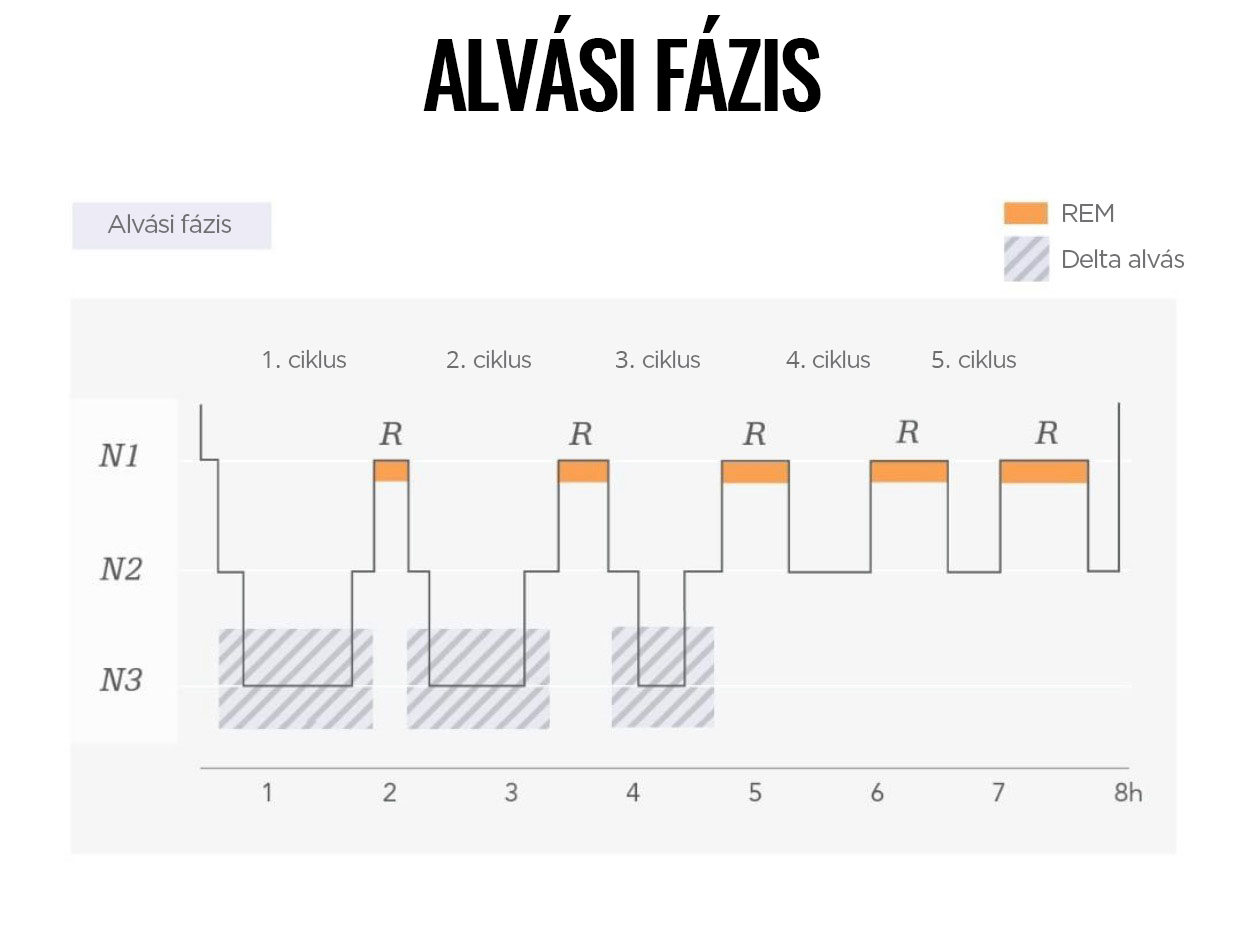 spankovy-cyklus-faze-spanku infografika brainmarket hu